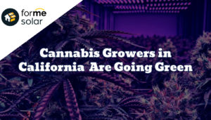 Read more about the article Cannabis Growers in California Are Going Green